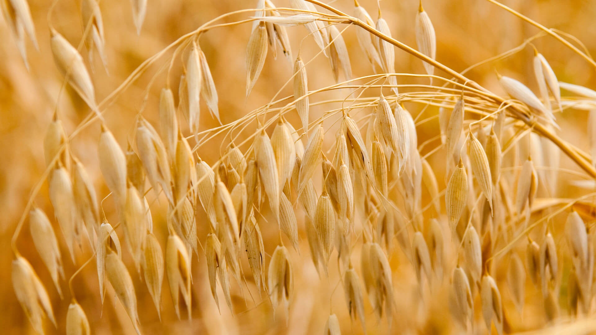 Alleskönner Hafer – was man über Hafer wissen sollte