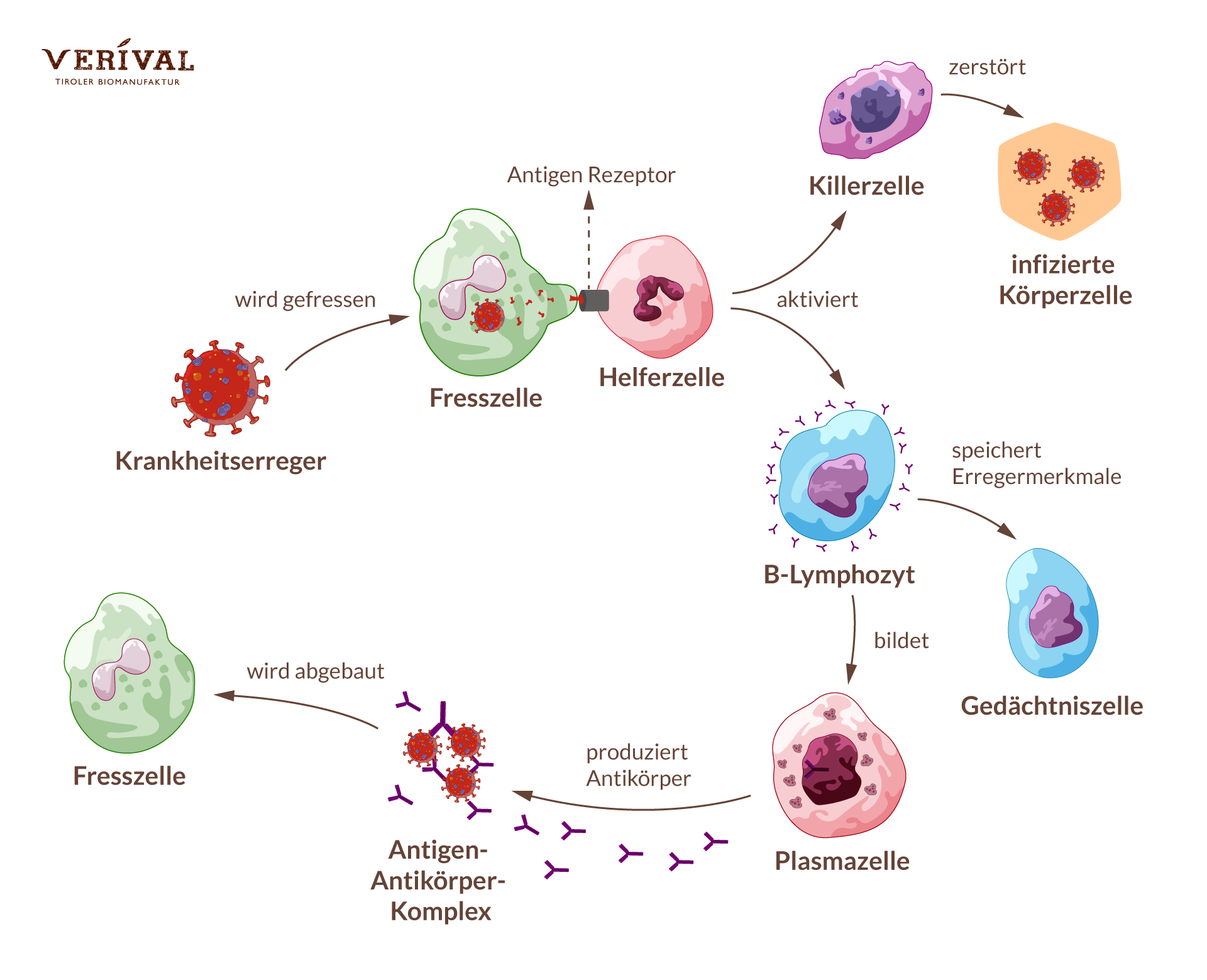 Иммунные клетки печени. Клеточный иммунитет. Клетки участвующие в иммунном ответе. Pas позитивные макрофаги. Макрофаги происхождение.